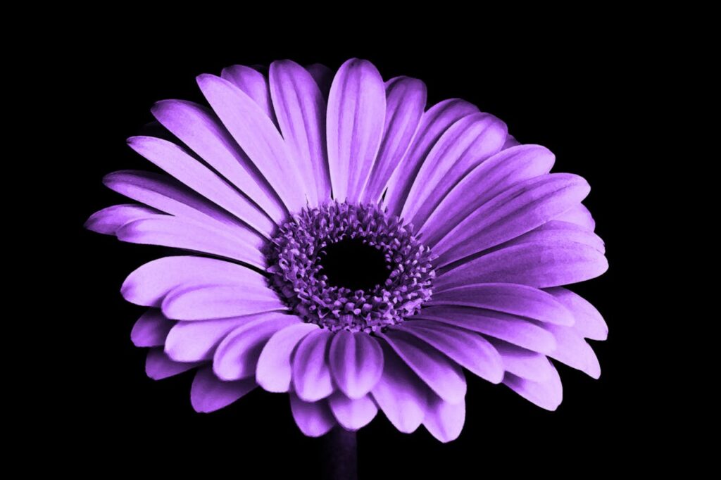 violet-black
