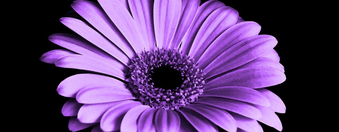violet-black